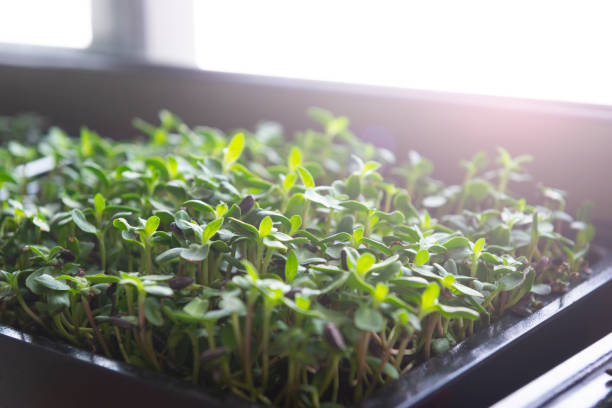 Cress Cress (Lepidum sativum) in plastic container. watercress stock pictures, royalty-free photos & images