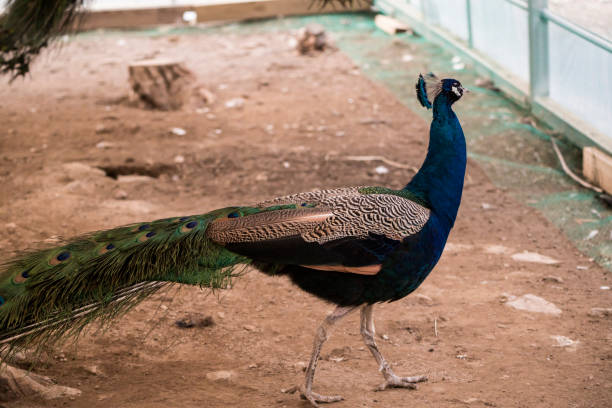 istock Lovely animals in the zoo : Peacock 1134391146