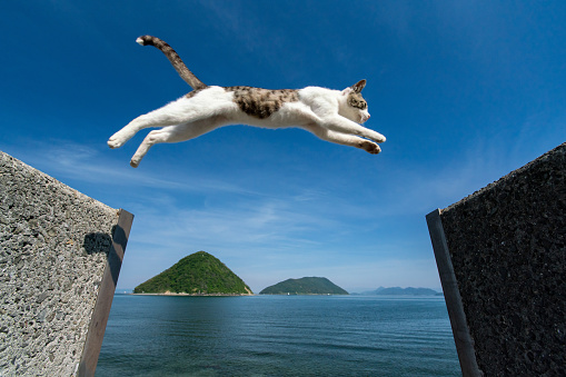 japan jump cats cute sky