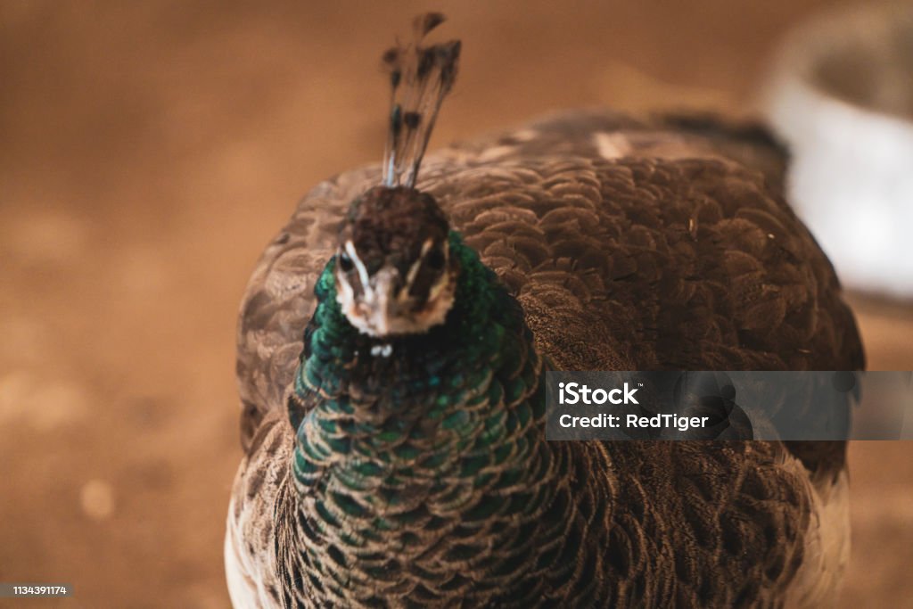 Lovely animals in the zoo : Peacock stock image of animal Animal Stock Photo