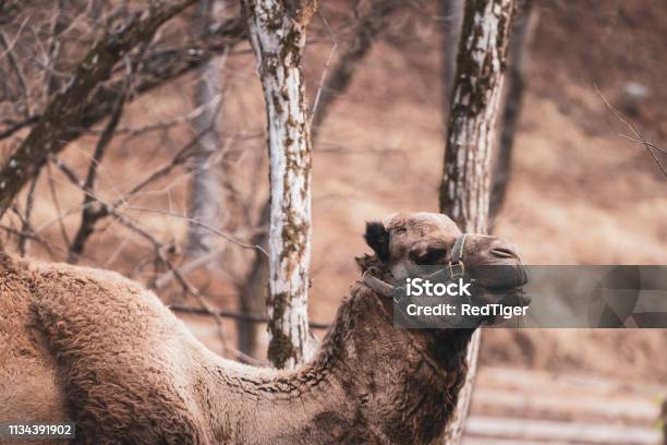 Lovely Animals In The Zoo Camel Stock Photo - Download Image Now - Animal, Awe, Beauty