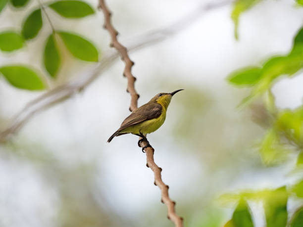istock Close up Olive-Backed Sunbird Perched on Branch Isolated on Background 1134393903
