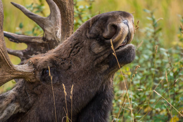 istock Bull moose at Grand Teton National Park 1134394595