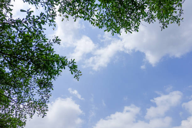 istock Top of tree and blue sky as background 1134396951