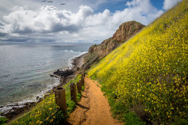 Pelican Cove Super Bloom Beautiful view of yellow flowers covering steep Pelican Cove cliffs during the California Super Bloom of 2019 with stunning cloudscape on a sunny day, Tovemore Trail, Rancho Palos Verdes, California rancho palos verdes stock pictures, royalty-free photos & images