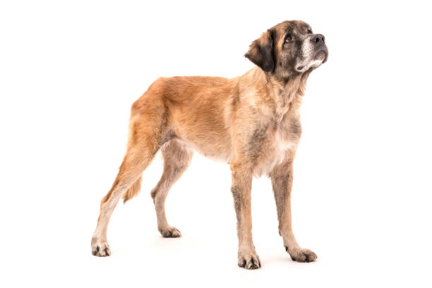 istock Big brown dog on white background 1134396997