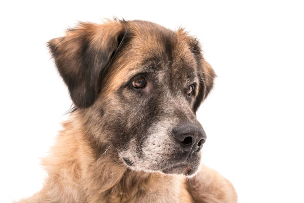 istock Big brown dog on white background 1134397023