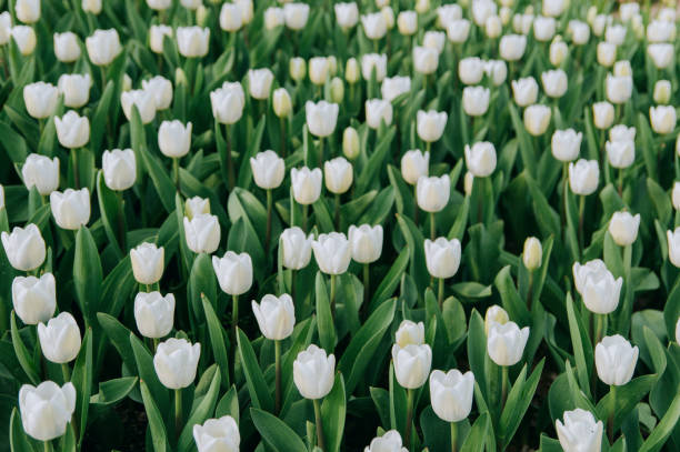istock field of white tulips 1134397027