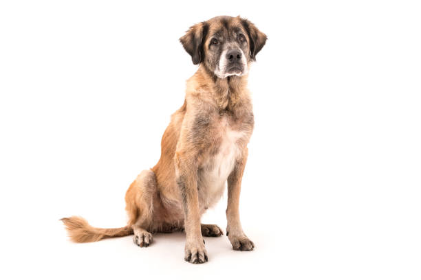 istock Big brown dog on white background 1134397052