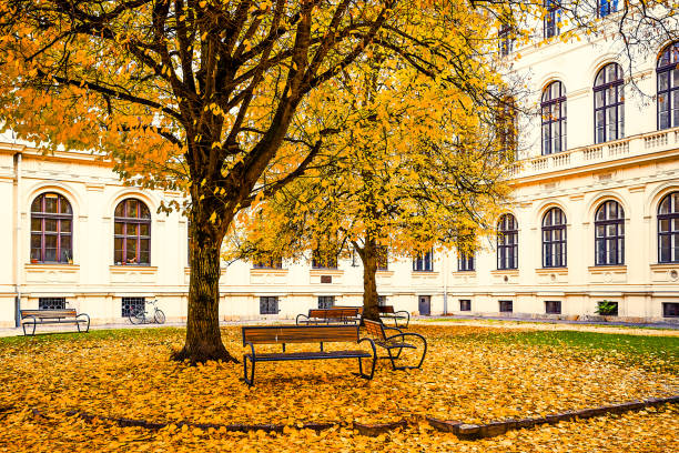 Autumn ginkgo tree in city park.