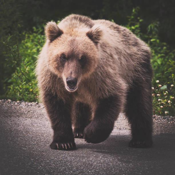 istock Angry wild Kamchatka brown bear with one raised paw preparing to attack and looking into camera 1134397724