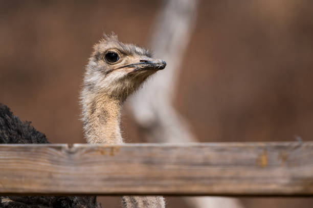 stock image of animal