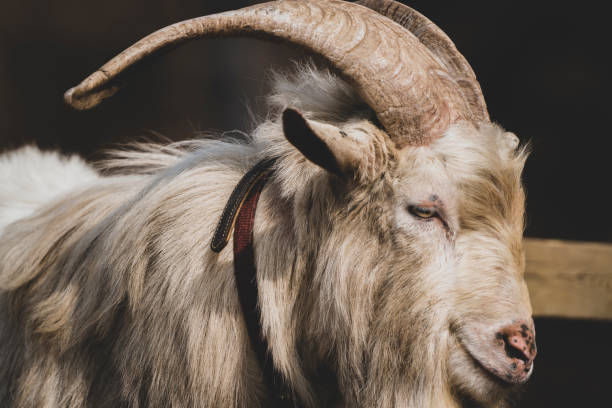 istock Lovely animals in the zoo : Goat 1134398533