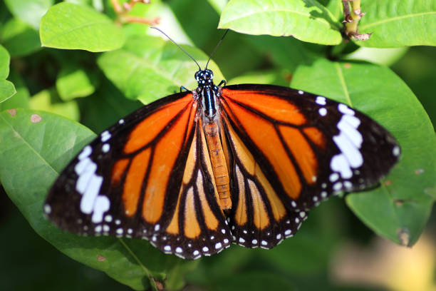 istock butterfly on green leaves background 1134398541