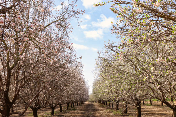 istock background of spring white cherry blossoms trees plantation. selective focus 1134399039