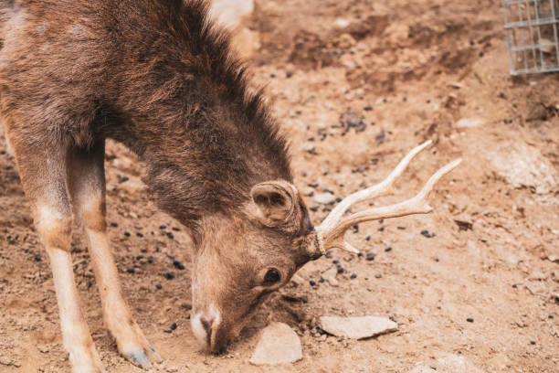 istock Lovely animals in the zoo : Deer 1134402289