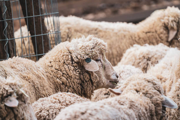 istock Lovely animals in the zoo : Sheep 1134402716