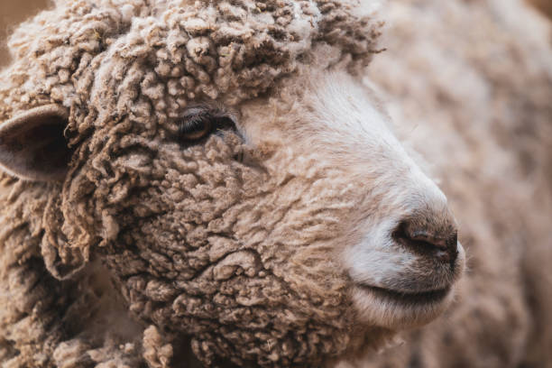 istock Lovely animals in the zoo : Sheep 1134402777