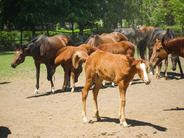 i cavalli pascolano nel prato dietro la recinzione - livestock horse bay animal foto e immagini stock