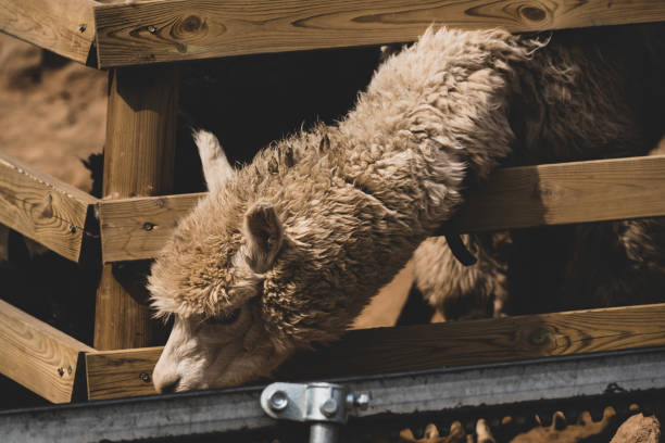 istock Lovely animals in the zoo : Alpaca 1134403612