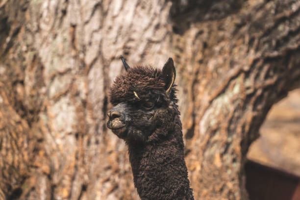 istock Lovely animals in the zoo : Alpaca 1134403663
