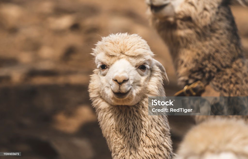 Lovely animals in the zoo : Alpaca stock image of animal Happiness Stock Photo