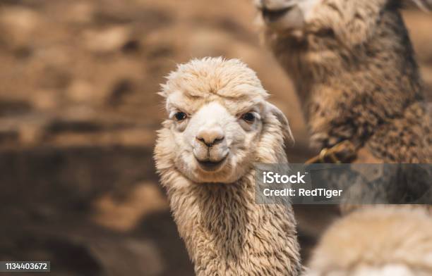 Lovely Animals In The Zoo Alpaca Stock Photo - Download Image Now - Happiness, Alpaca, Animal