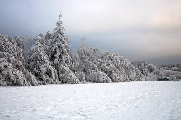 istock A fairy spruce forest and beech tree covered with snow. 1134406020