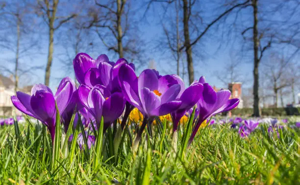 Purple crocuses in the spring in the green grass