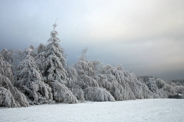 istock A fairy spruce forest and beech tree covered with snow. 1134407177