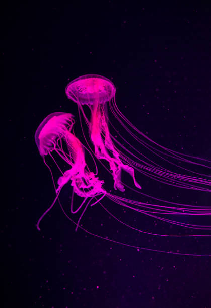 istock Jellyfish Vibrant Pink color against a deep blue background 1134410146