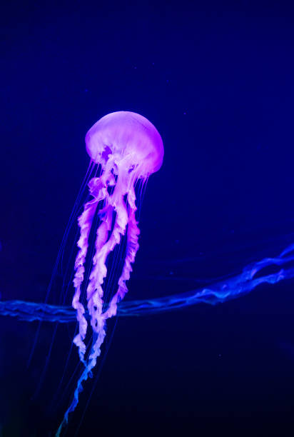 istock Jellyfish Vibrant Pink color against a deep blue background 1134410380