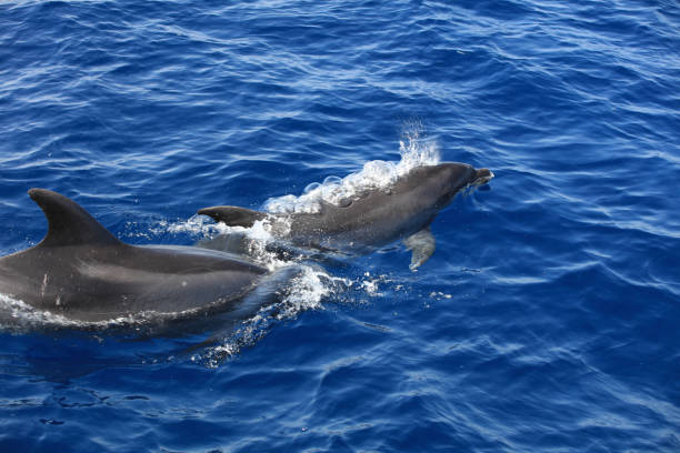 istock Common bottle-nosed dolphin (Tursiops truncatus) in the Atlantic Ocean. Canary Islands. Spain 1134410586