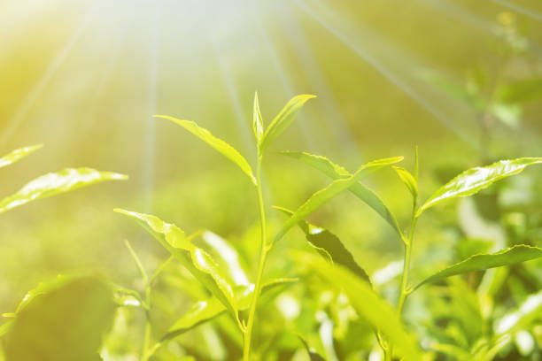 istock branch with tea leaves on sunny background 1134410592