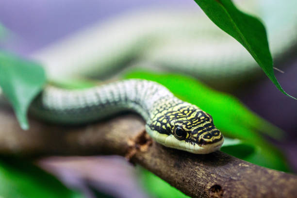 istock The Golden Tree Snake on the tree. 1134411738