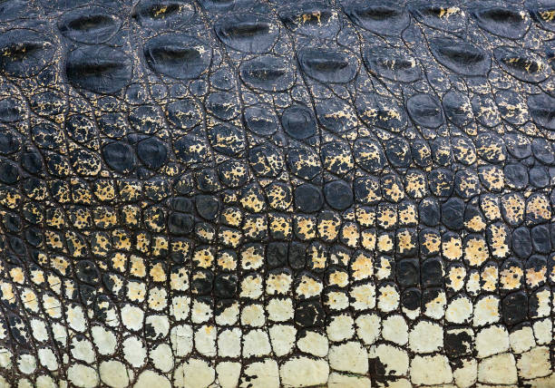istock Colorful patterns of crocodile skin. 1134411853
