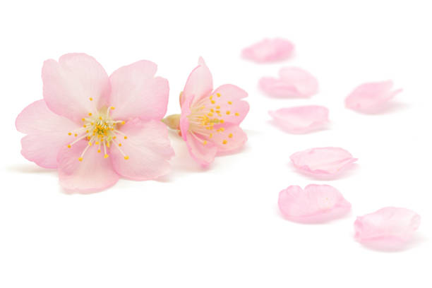 istock Japanese pink cherry blossom and petals isolated on white background 1134412362