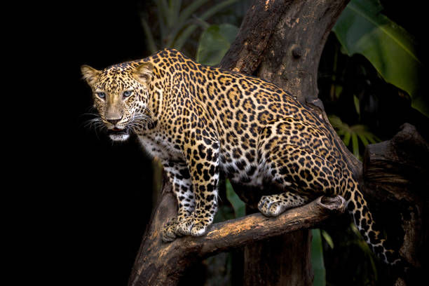 Leopard is resting on a tree. stock photo