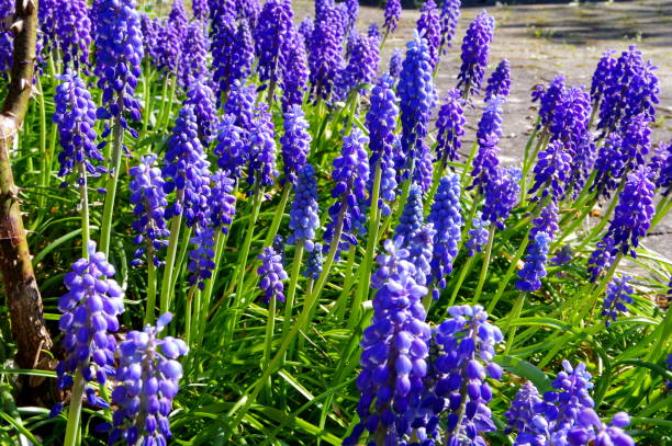 istock Collection of blue grape hyacinths on the wayside 1134421428