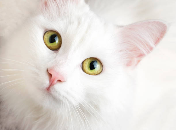 istock Pet animal; cute white cat. Turkish Ankara Cat. 1134422325