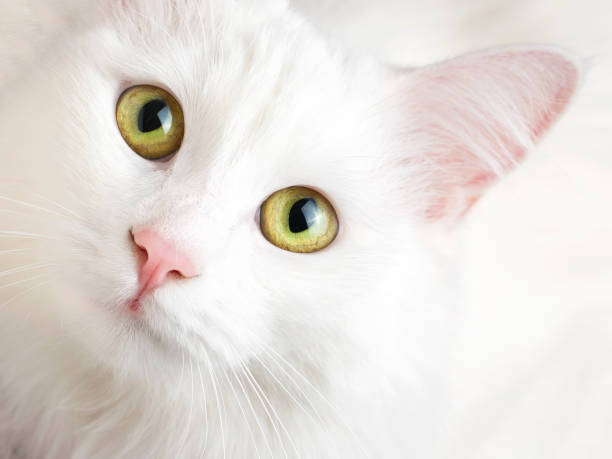 istock Pet animal; cute white cat. Turkish Ankara Cat. 1134422341