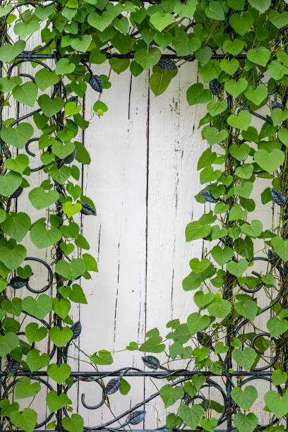Grey wooden plank background and texture