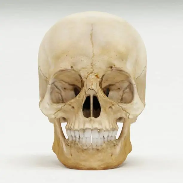 Photo of Front view of human skull - 3D Render