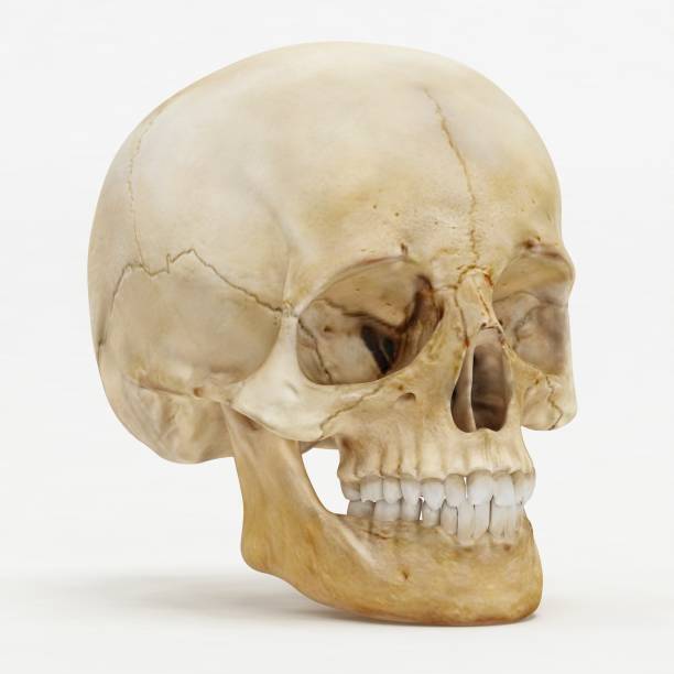 opinião de perspectiva do crânio humano-3d rendem - espinha dorsal de animal - fotografias e filmes do acervo