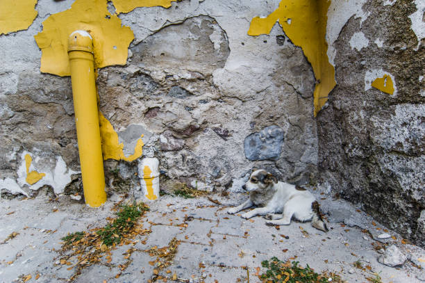 istock Stray Dog Front of a Textured Wall 1134423354