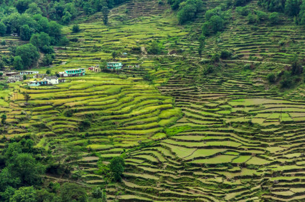 терраса пэдди культивирования в rudraprayag, гархвал, уттаракханд, индия - garhwal стоковые фото и изображения