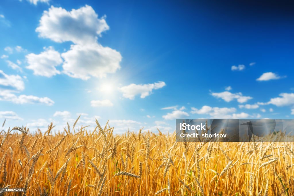 Goldenes Weizenfeld über blauem Himmel am sonnigen Tag. - Lizenzfrei Feld Stock-Foto