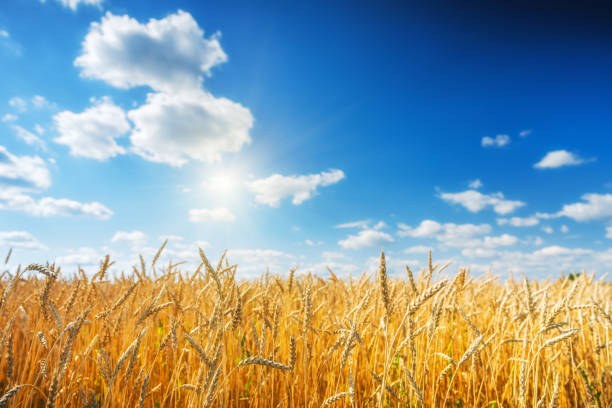 campo de trigo dorado sobre el cielo azul en el día soleado. - wheat fotografías e imágenes de stock