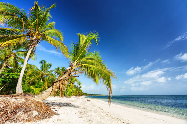 istock Sunny tropical beach in dominican republic 1134425219
