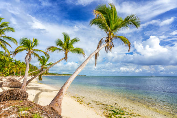 istock Sunny tropical beach in dominican republic 1134425220